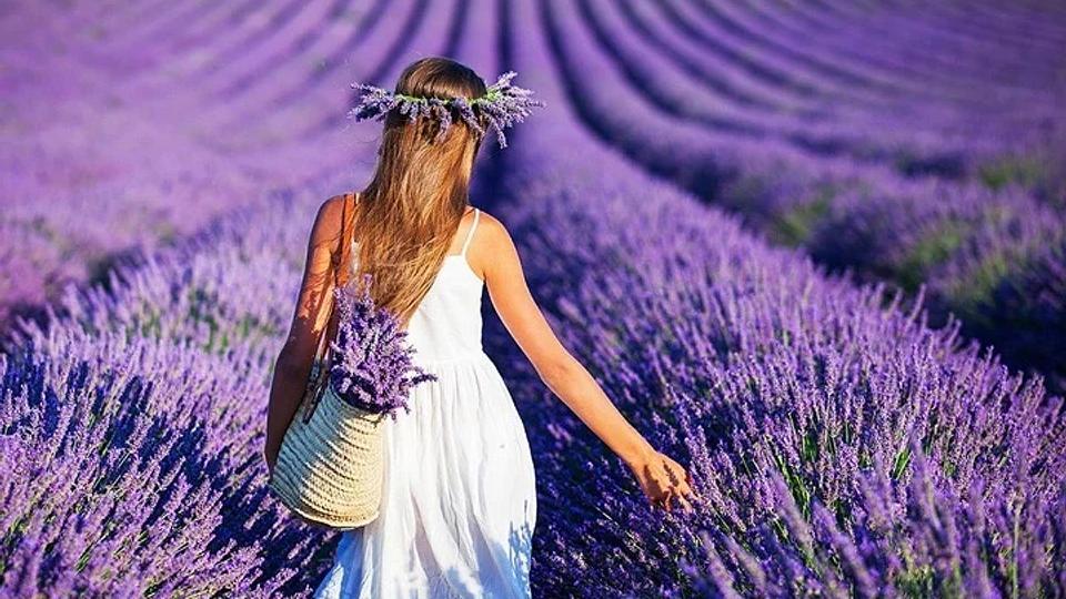 Levanduľové záhrady v dedine Kuyucak