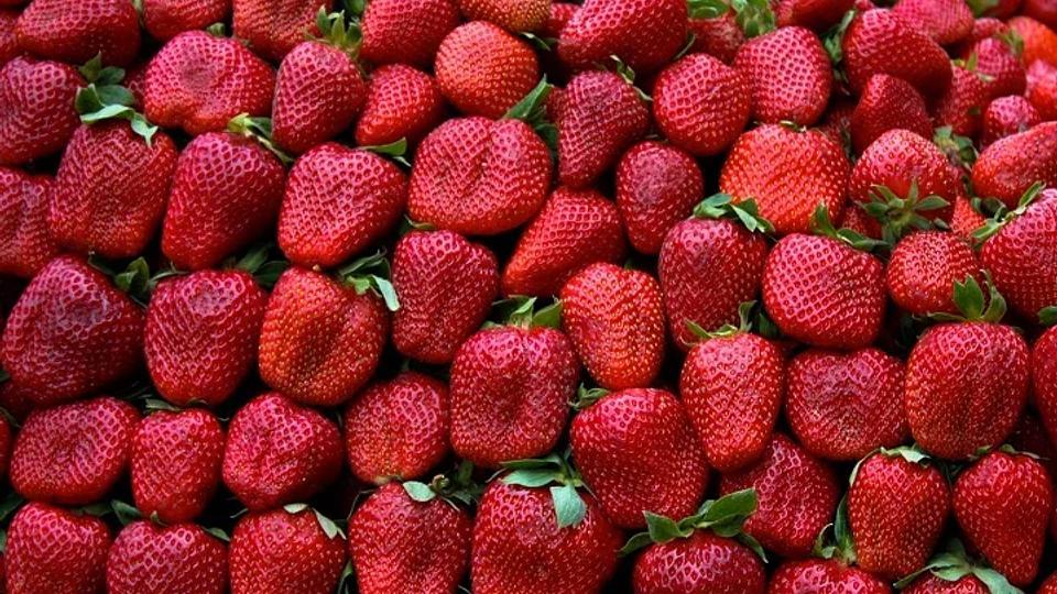 Fraises au diamant rouge de Turquie