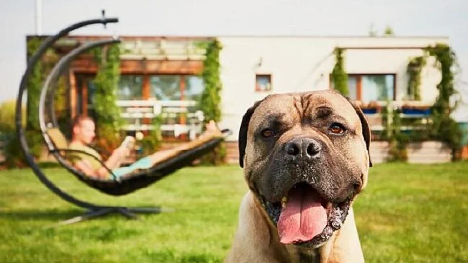 Djurvänliga Hotell, finns 9 st att bo på i Turkiet