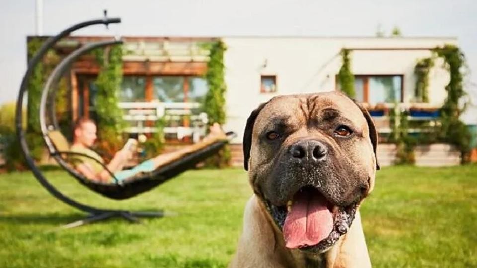 9 hôtels amis des animaux à visiter en Turquie