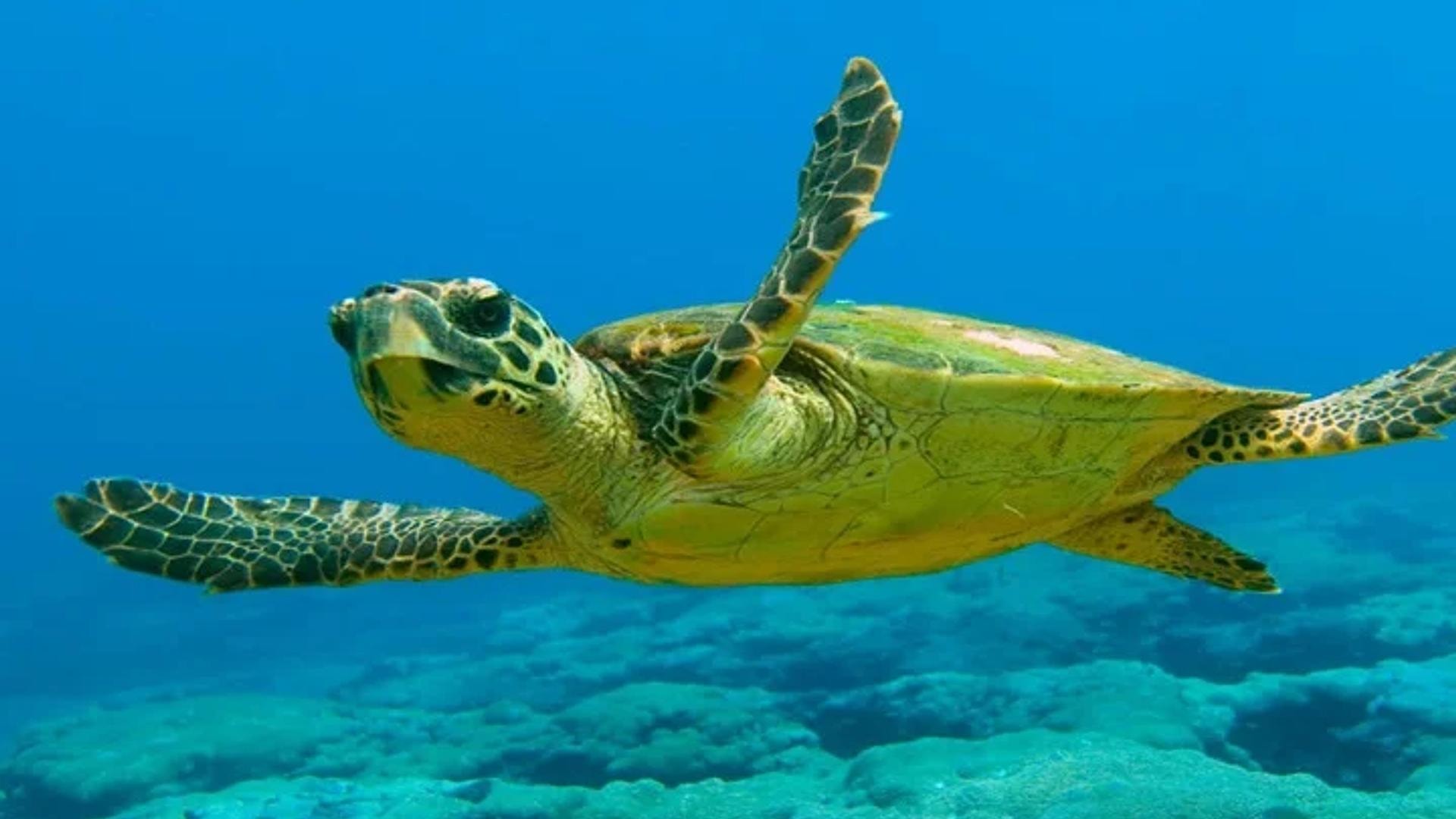 Duikavonturen in Alanya